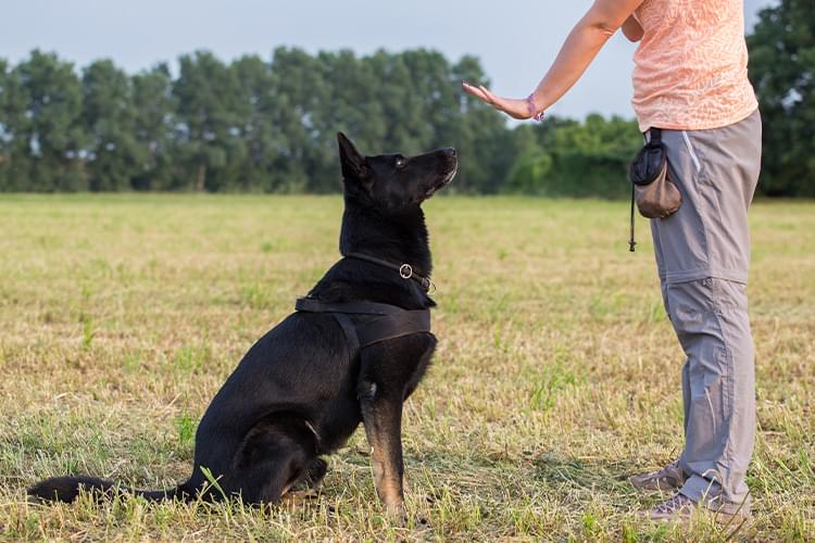 犬を育てる前に知識を身に付けましょう