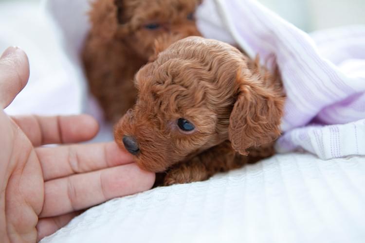 子犬をトレーニングする時間がない...